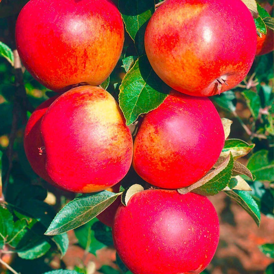 Яблоня Джонатан