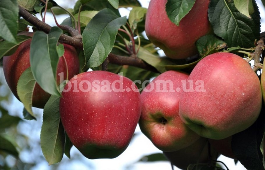 Джонатан яблоки рисунок