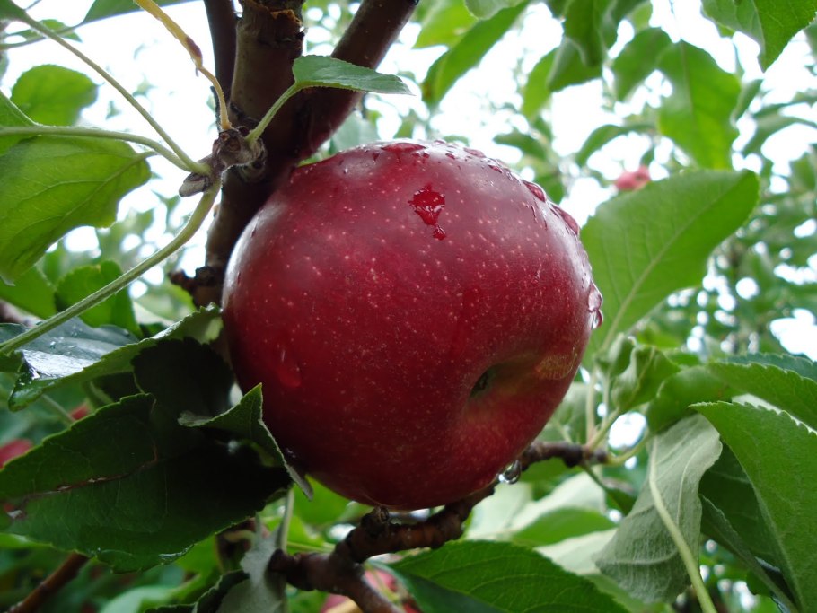 Яблоня Джонатан