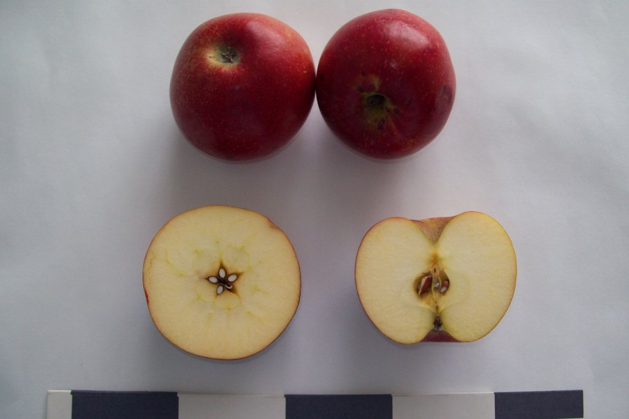 Яблоня Джонаголд