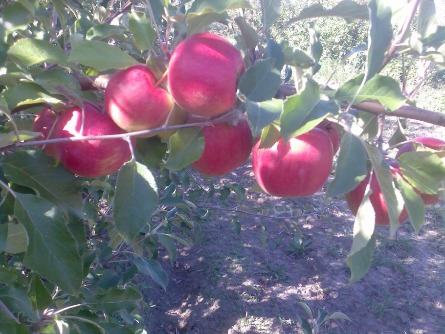 Терентьевка яблоня