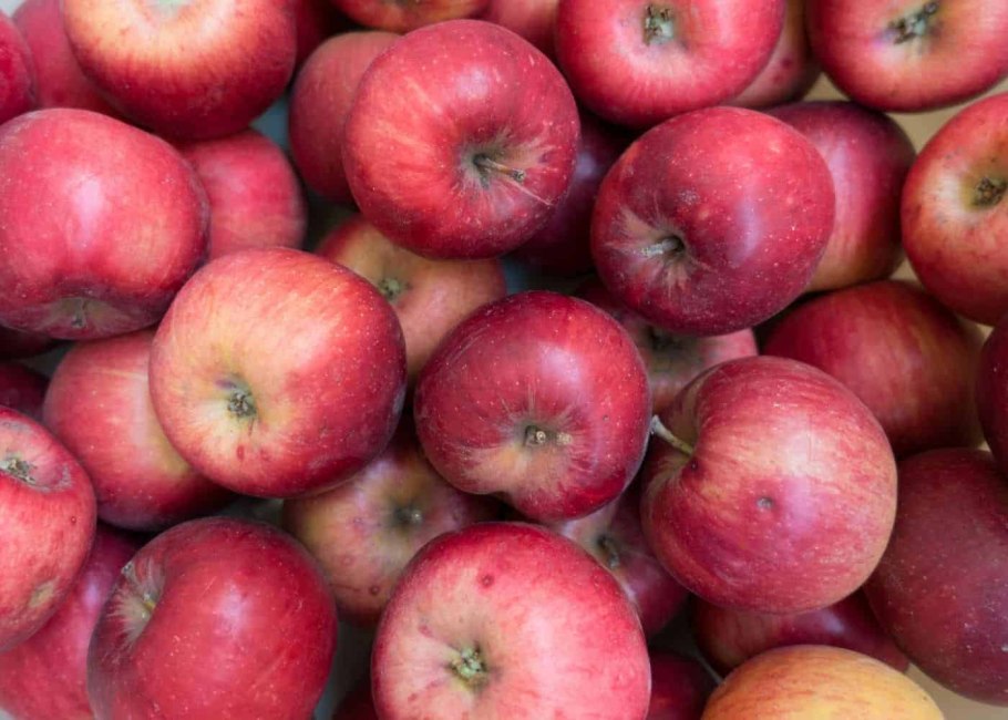 12 Яблоня Джонатан