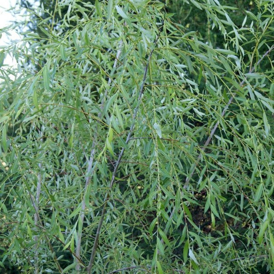 Ива цельнолистная Пендула