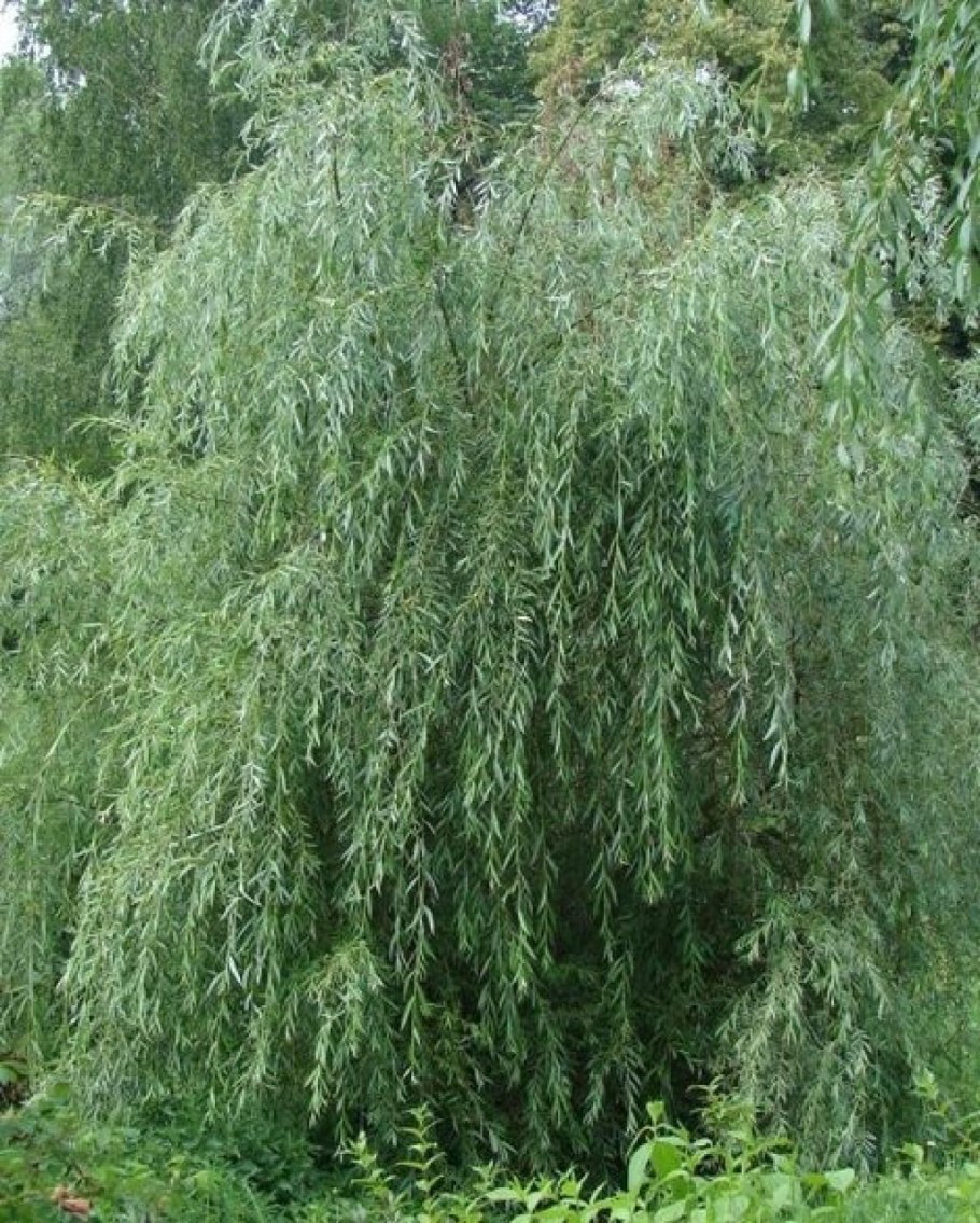 Ива пурпурная pendula (Пендула)