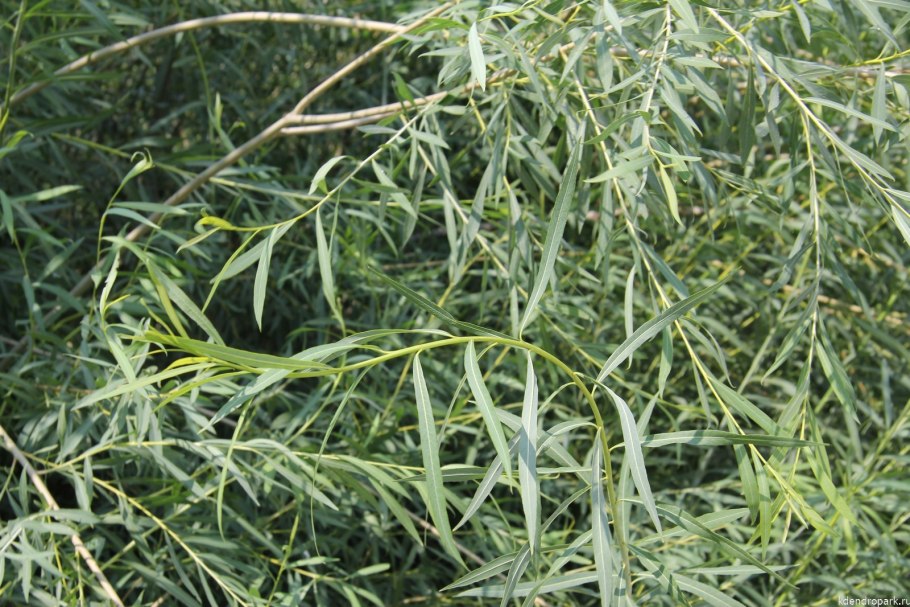 Ива Ледебура Пендула