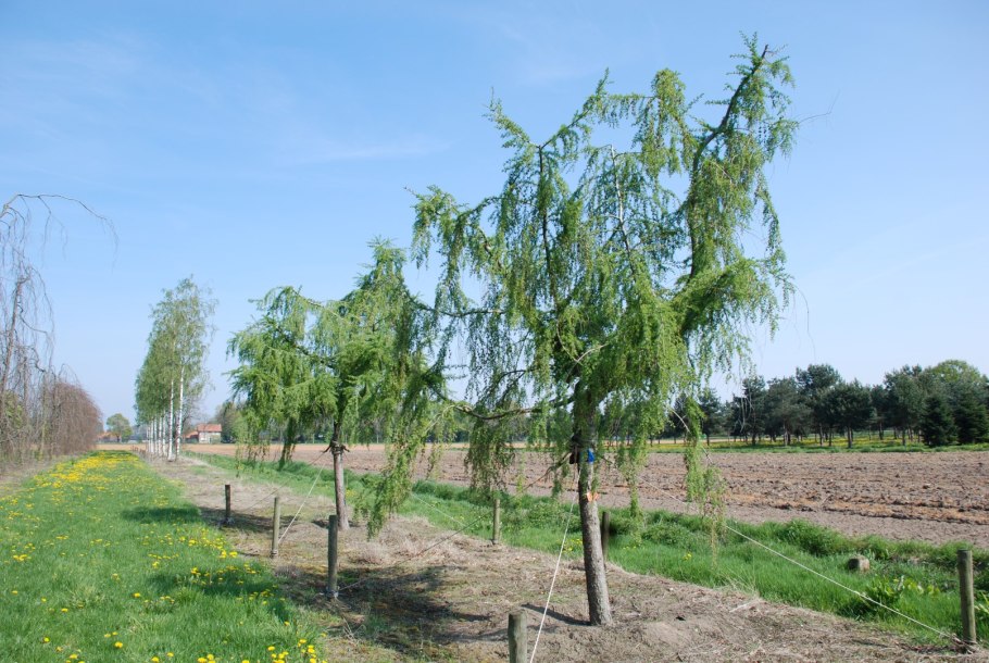 Ива ветла Ракита