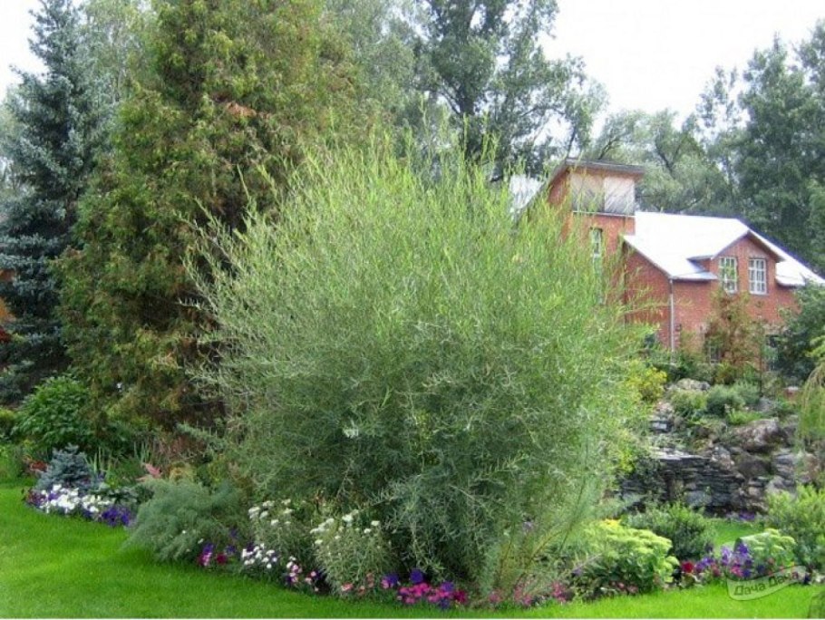 Ива Ледебура Пендула