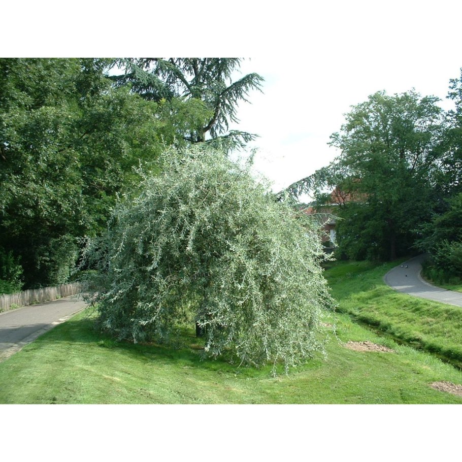 Ива Ледебура плакучая