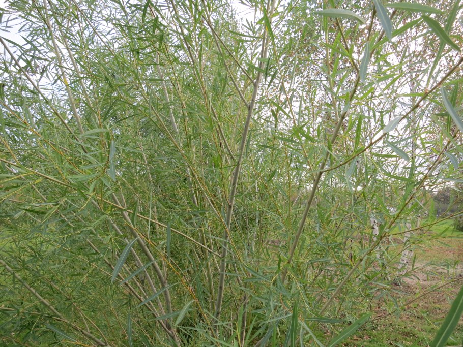 Ива пурпурная pendula (Пендула)