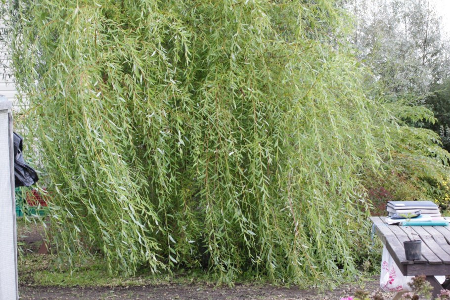 Salix Alba Ива плакучая