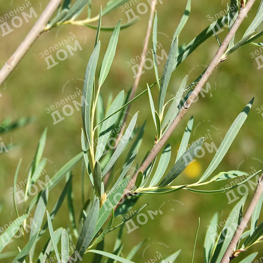 Ива Ледебура