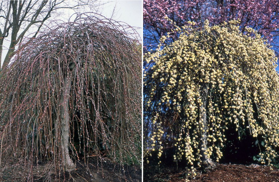 Груша иволистная плакучая