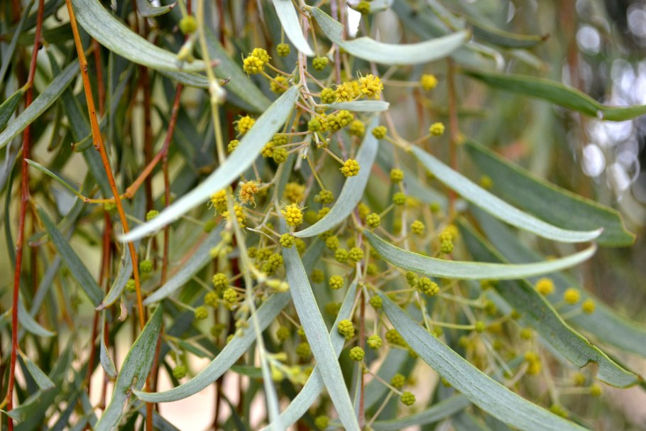 Ива Ледебура