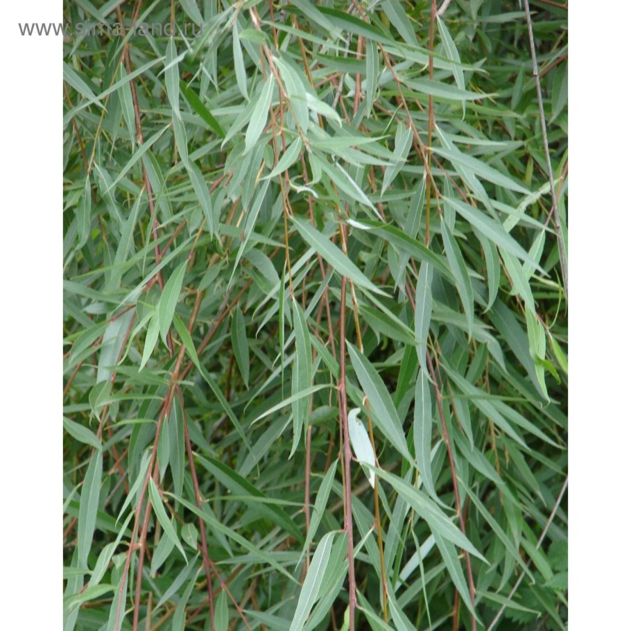 Ива белая Пендула