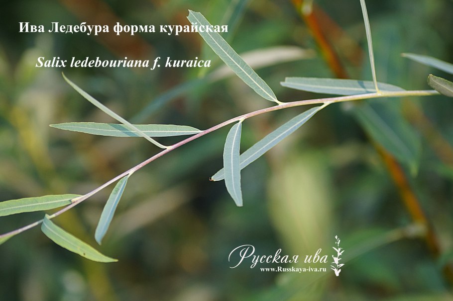 Ива Ледебура плакучая