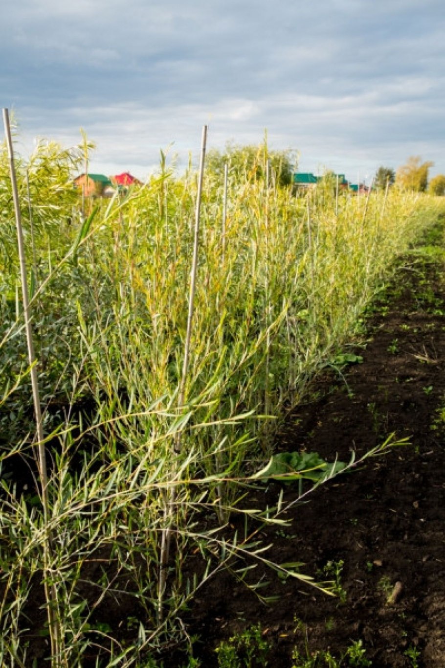 Ива Пендула плакучая