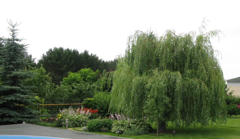 Salix ledebouriana