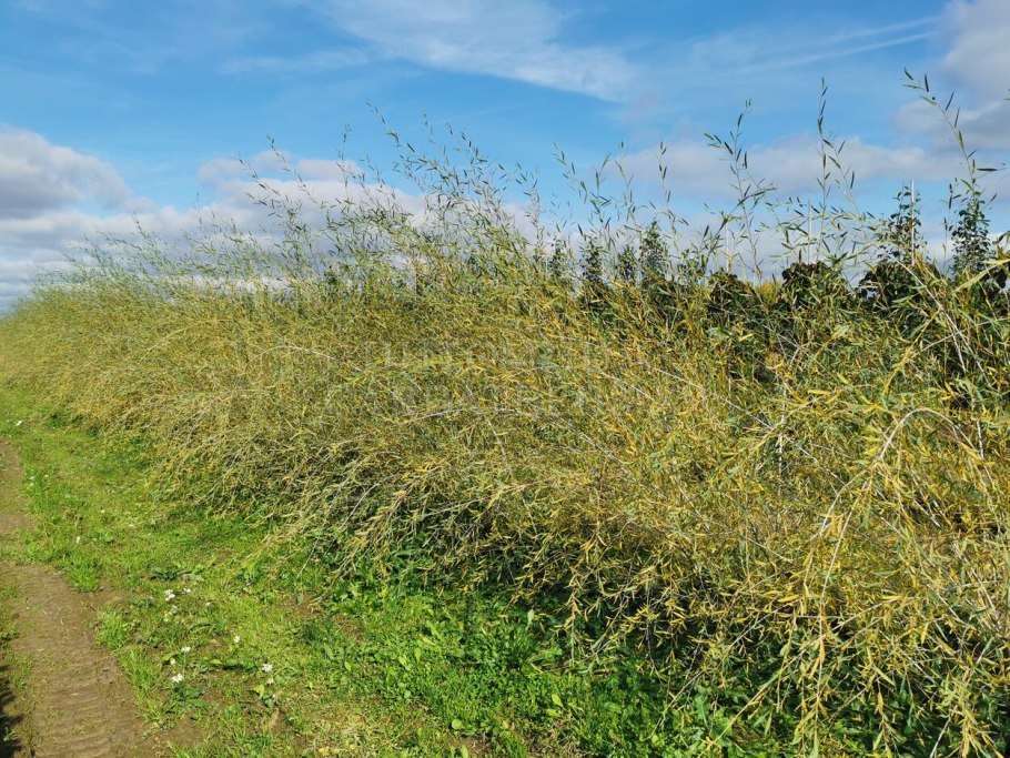 Ива Шверина Salix schwerinii