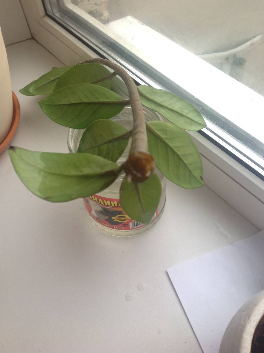 Долларовое дерево