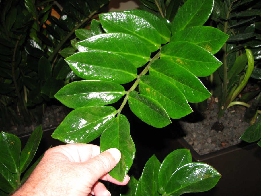 Антракноз замиокулькас