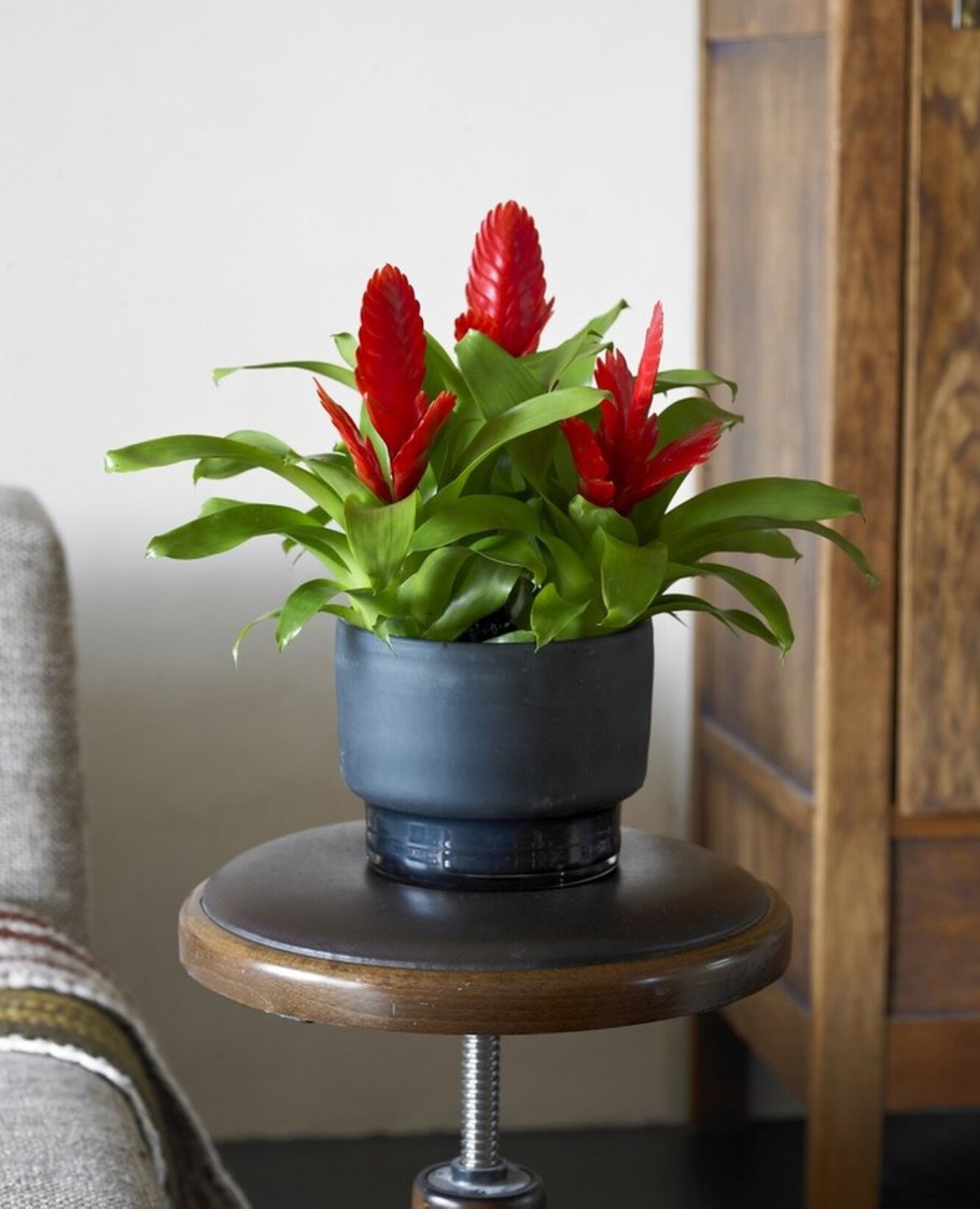 Замиокулькас долларовое дерево