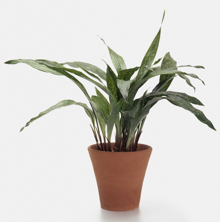 Тенелюбивые горшечные растения