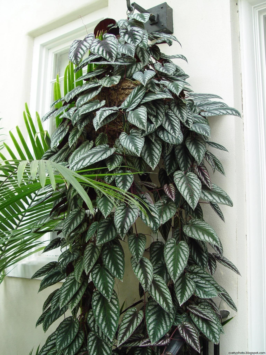 Цветок низкий растущий комнатный