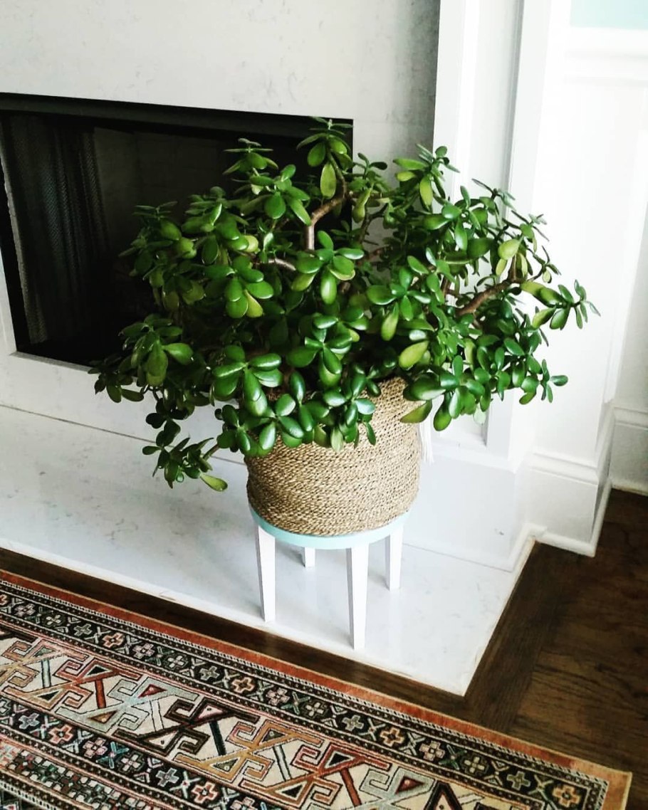 Фикус Антуриум