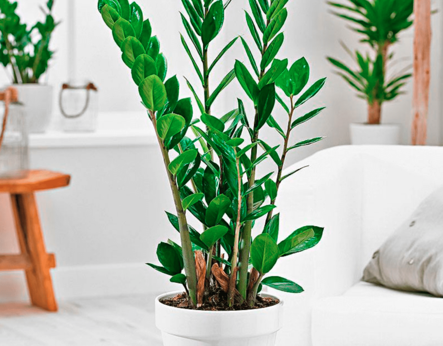 Пальмы комнатные тенелюбивые неприхотливые