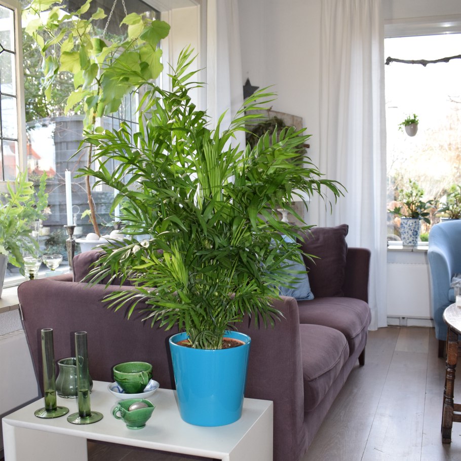 Неприхотливые комнатные деревья