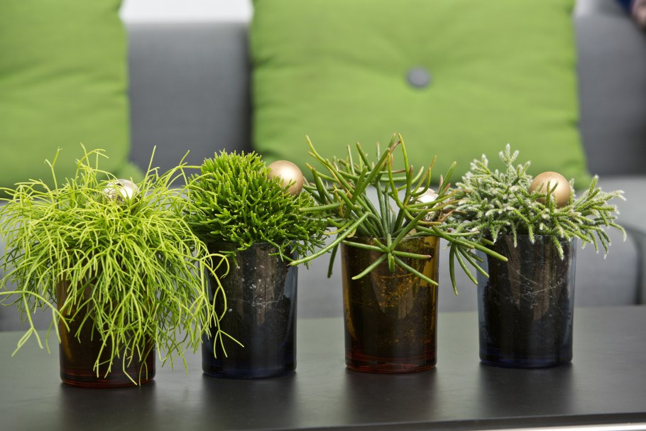 Спатифиллум обильноцветущий