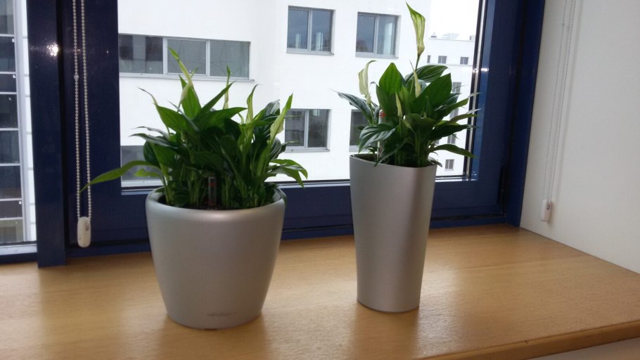 Сансевиерия Санрайз