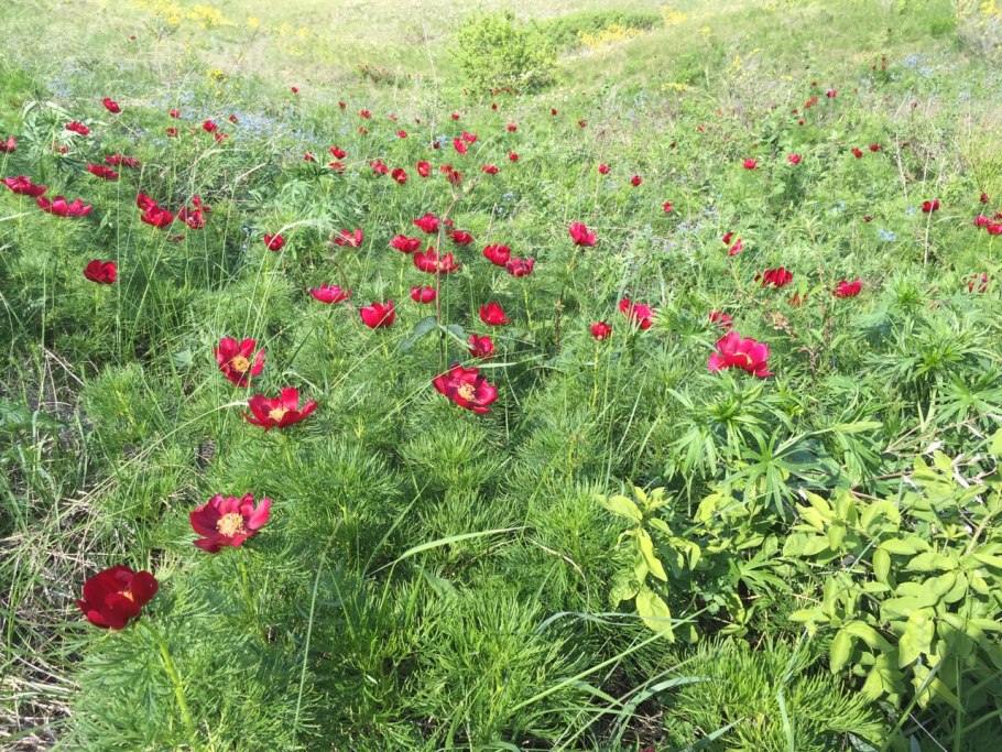 Пион тонколистный дикий