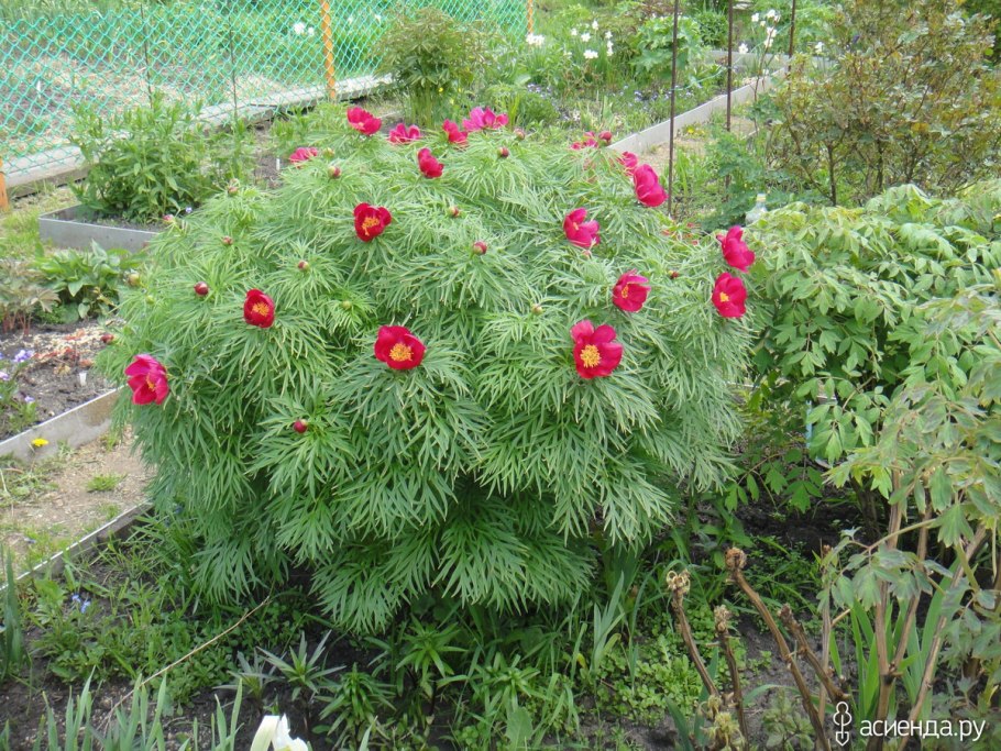 Пион Деленка пион