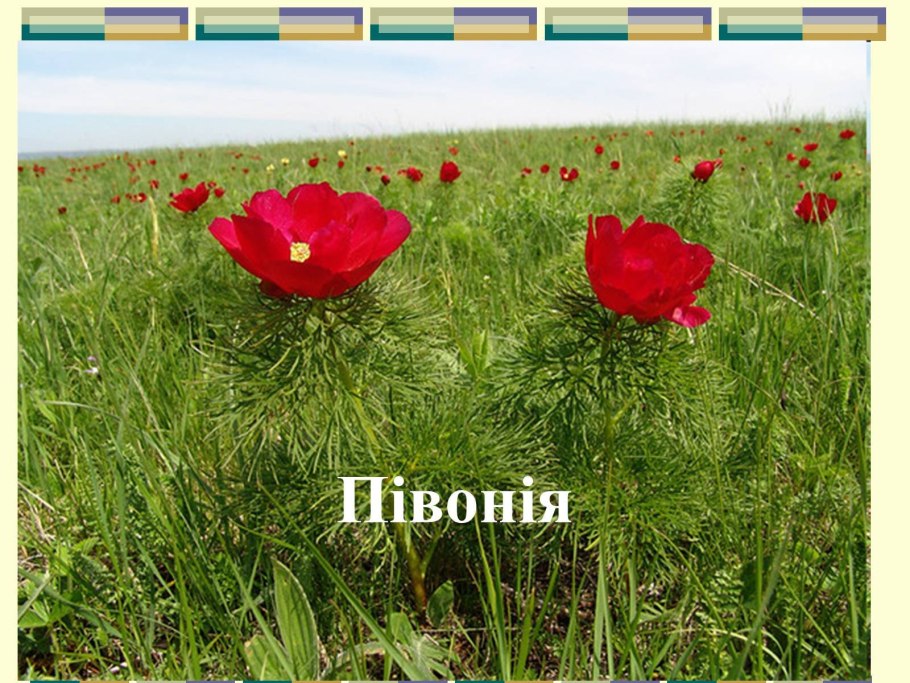 Хвалынский национальный парк тонколистный пион