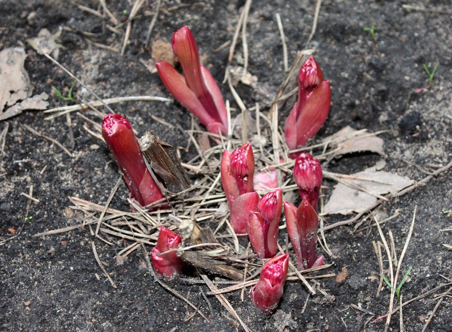 Пион тонколистный махровый