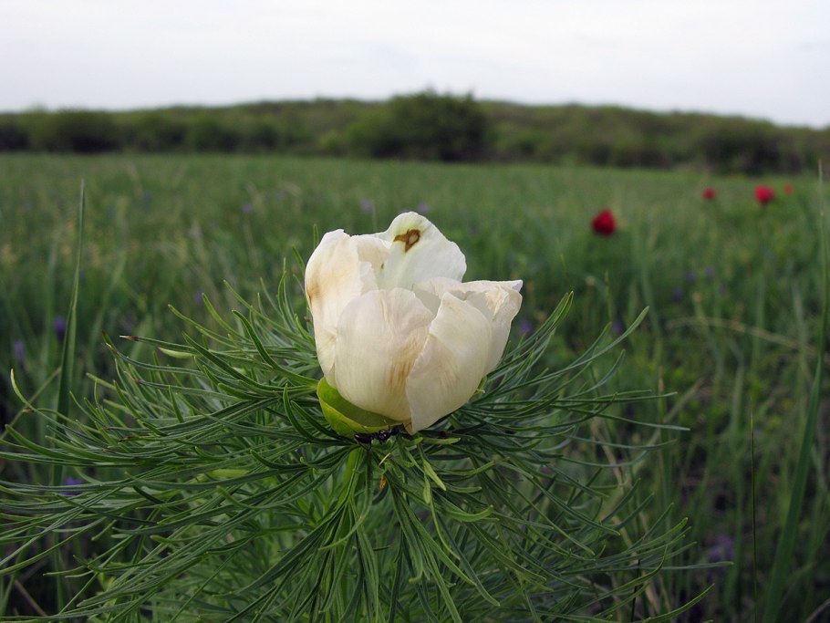 Пион тонколистный rubra Plena