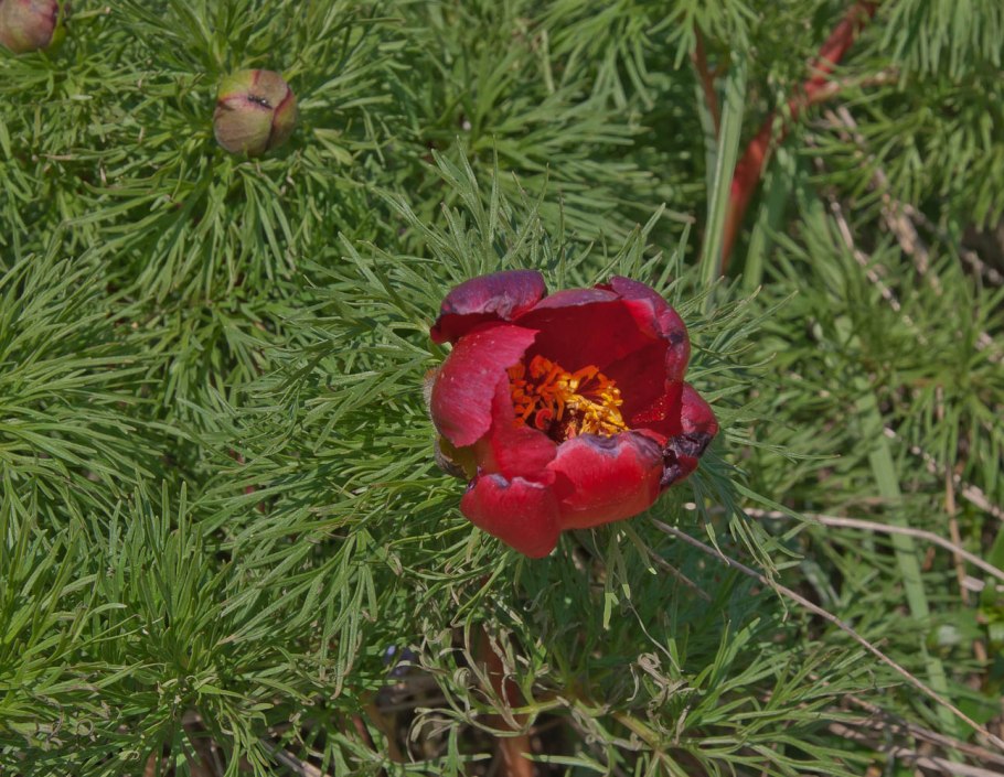 Paeonia tenuifolia