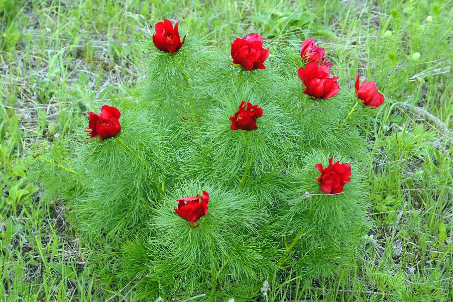 Пион тонколистный красная