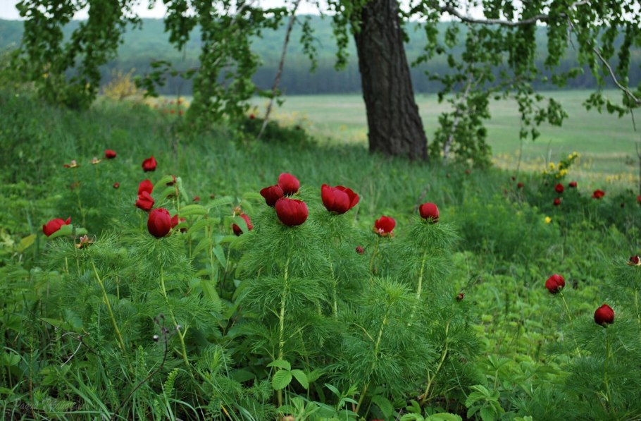 Пион тонколистный Paeonia tenuifolia