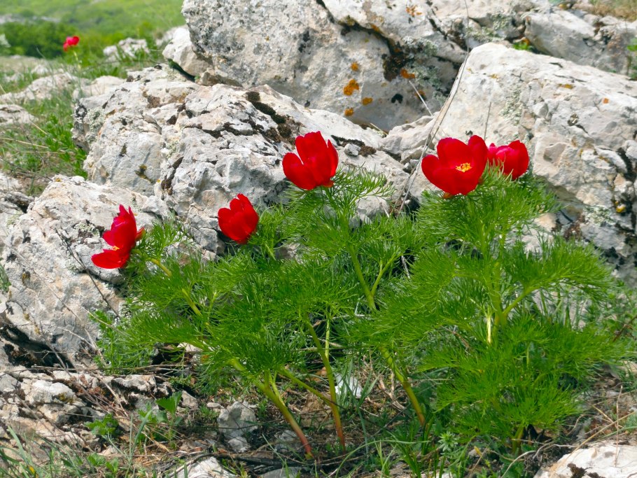 Пион tenuifolia rubra