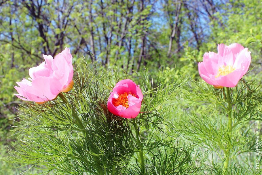 Пион тонколистный махровый