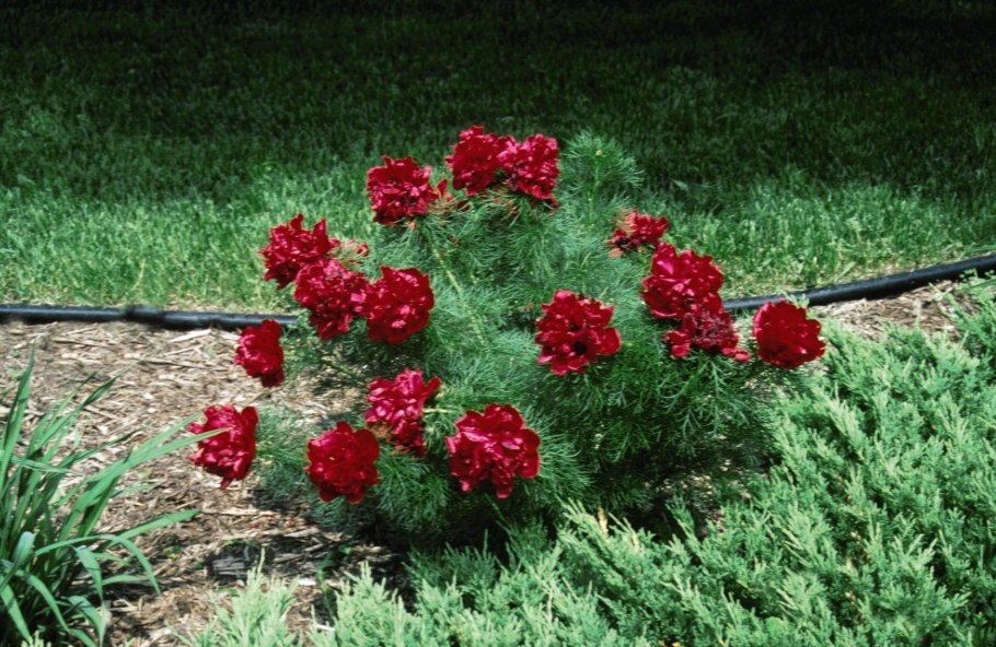 Пион тонколистный