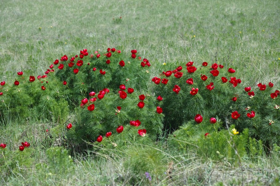 Пион тонколистный