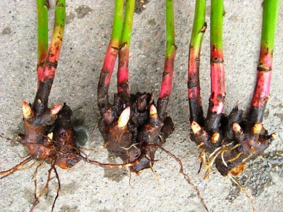 Пион тонколистный махровый