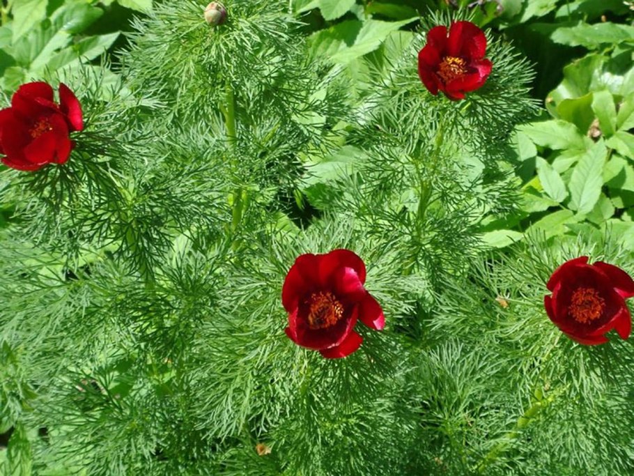 Пион узколистный белый