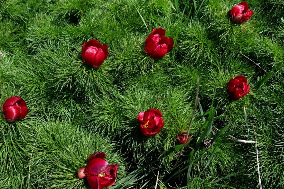 Пион тонколистный (Paeonia tenuifolia l.)