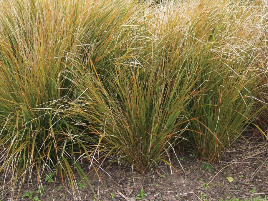 Carex testacea
