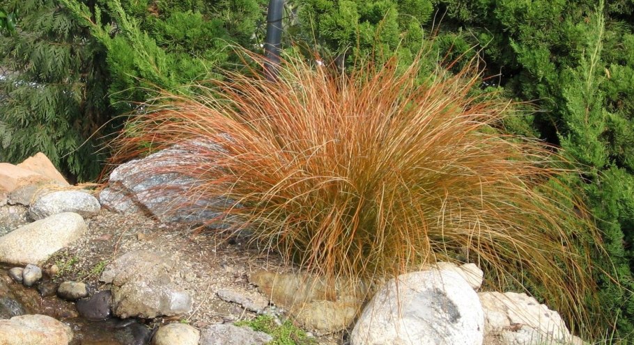 Carex testacea Prairie Fire