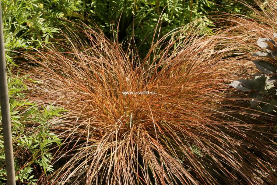 Carex testacea Prairie Fire